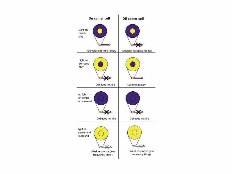 On center and off center retinal ganglion cells respond oppositely to light in the center and surround of their receptive fields. A strong response means high frequency firing, a weak response is firing at a low frequency, and no response means no action potential is fired.