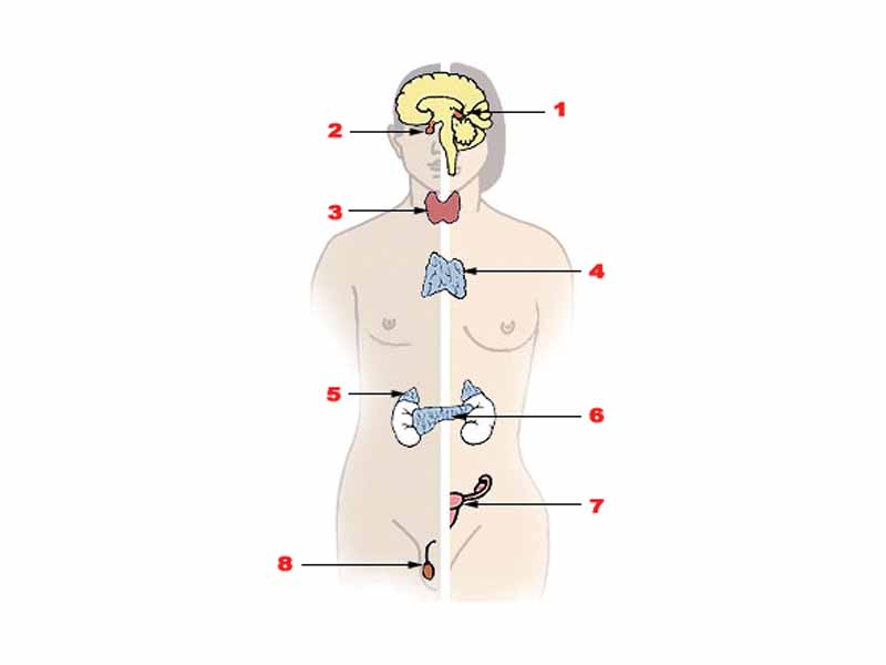 Major endocrine glands. (Male left, female on the right.) 1. Pineal gland 2. Pituitary gland 3. Thyroid gland 4. Thymus 5. Adrenal gland 6. Pancreas 7. Ovary 8. Testes