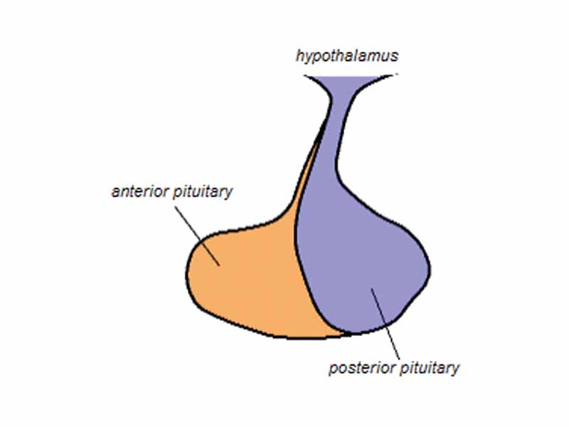 Pituitary gland. Posterior pituitary is in blue. Pars nervosa and infundibular stalk are not labeled, but pars nervosa is at bottom and infundibular stalk is at top.)