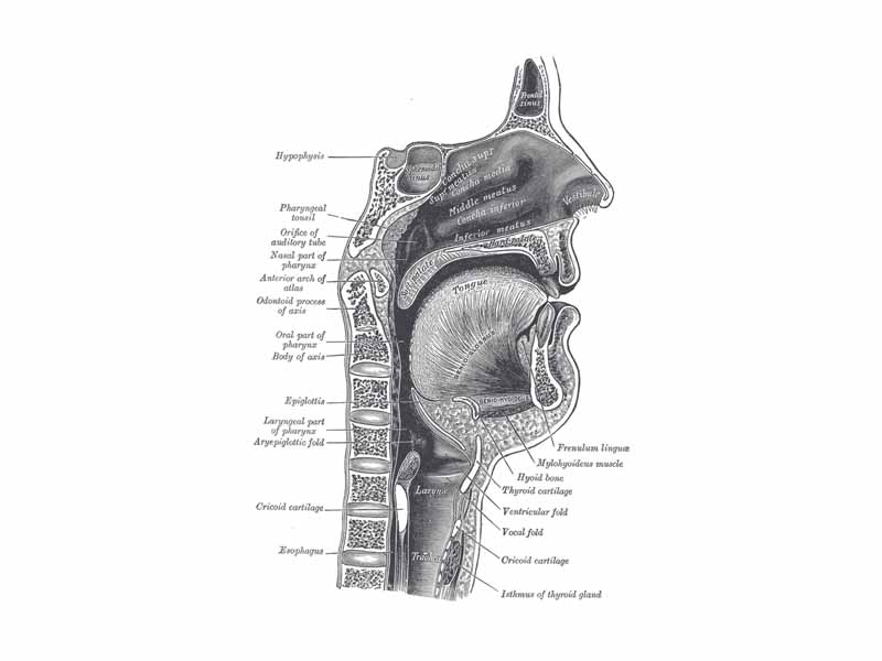 Sagittal section of nose mouth, pharynx, and larynx.  Shows the location of the pituitary gland (hypophysis).