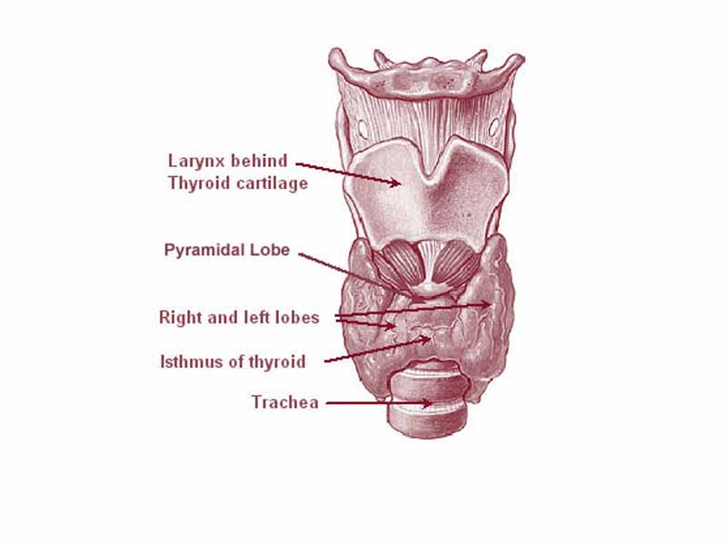 Location of the thyroid and parathyroid glands