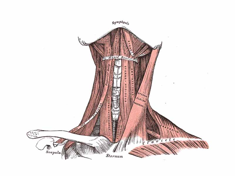 Muscles of the neck. Anterior view.  Shows thyroid.