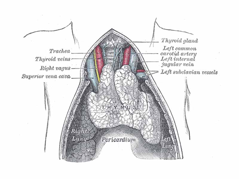 The thyroid gland is located above the thymus.
