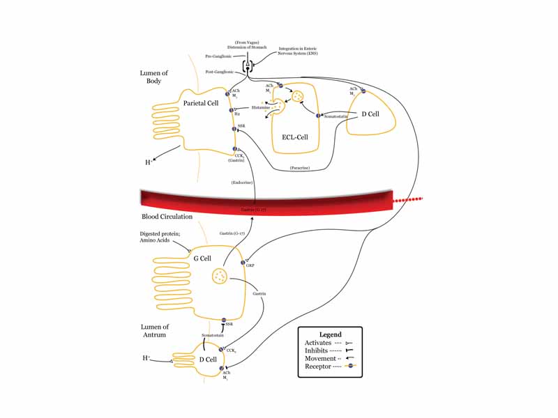 Diagram summarising control of stomach acid secretion.