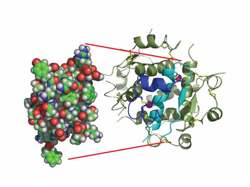 The structure of insulin. The left side is a space-filling model of the insulin monomer, believed to be biologically active. Carbon is green, hydrogen white, oxygen red, and nitrogen blue. On the right side is a cartoon of the insulin hexamer, believed to be the stored form. A monomer unit is highlighted with the A chain in blue and the B chain in cyan. Yellow denotes disulfide bonds, and magenta spheres are zinc ions.