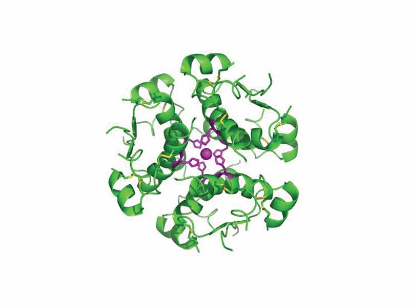 Computer-generated image of insulin hexamers highlighting the threefold symmetry, the zinc ions holding it together, and the histidine residues involved in zinc binding.