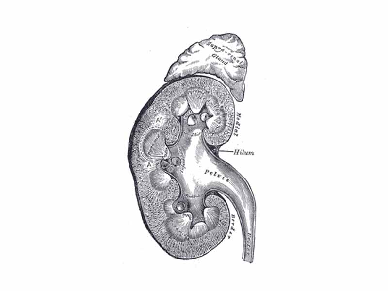 Above each human kidney is one of the two adrenal glands.