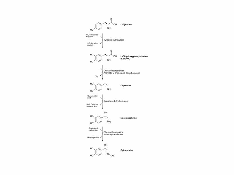 Catecholamines biosynthesis