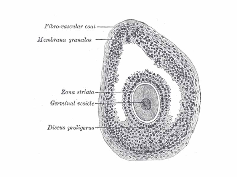 Section of vesicular ovarian follicle of cat. X 50.
