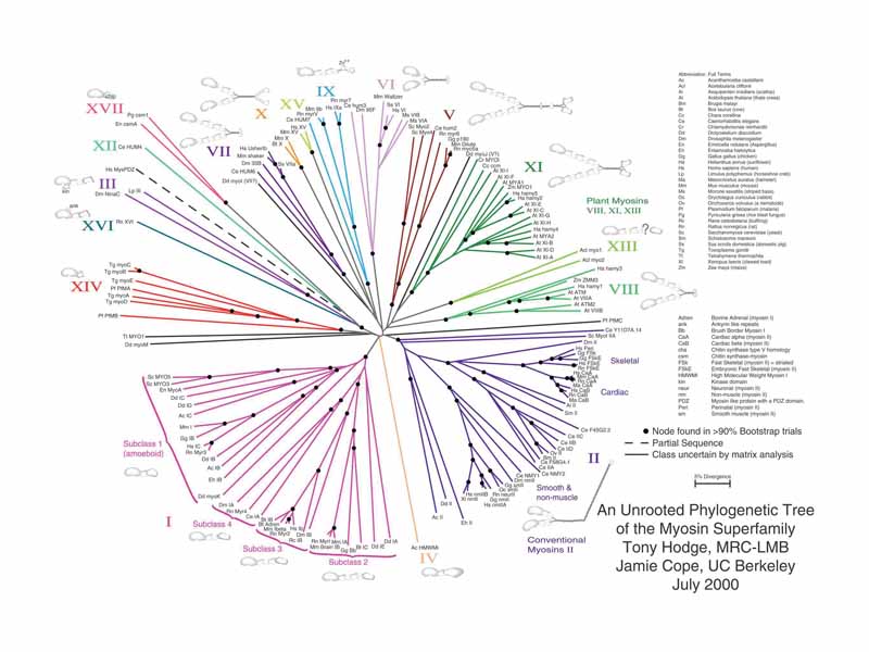 Phylogenetic tree of the myosin super-family
