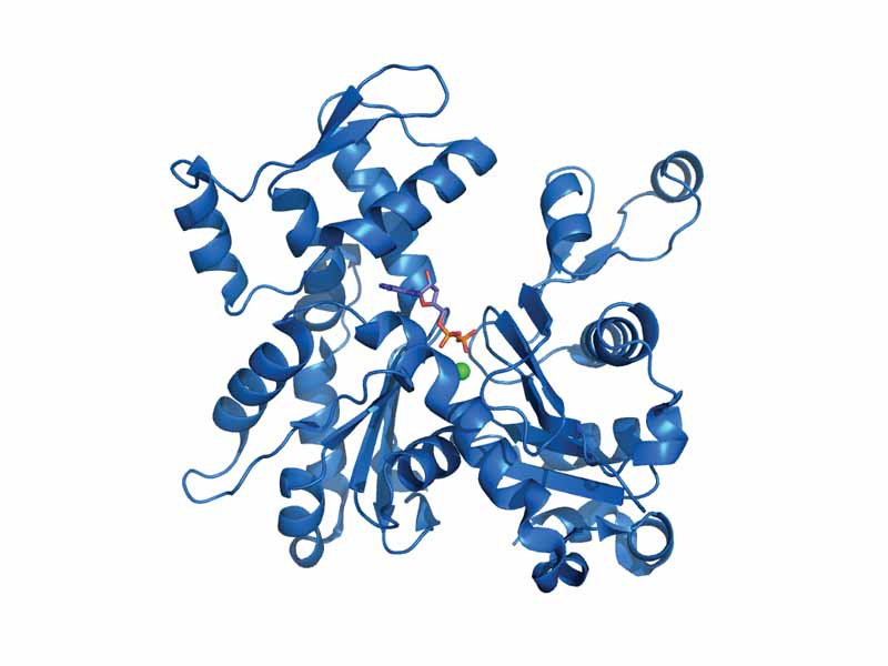 G-Actin (PDB code: 1j6z). ADP and the divalent cation are highlighted.