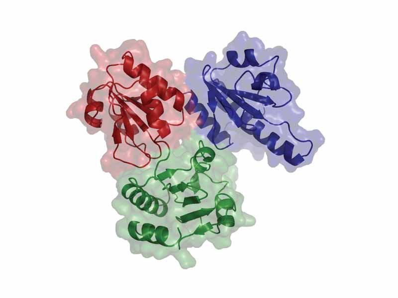Calsequestrin monomer showing the three repeating calsequestrin domains