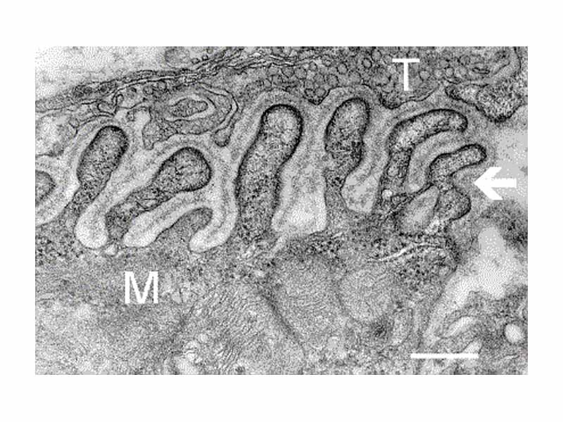 Electron micrograph showing a cross section through the neuromuscular junction. T is the axon terminal, M is the muscle fiber. The arrow shows junctional folds with basal lamina. Postsynaptic densities are visible on the tips between the folds. Scale is 0.3 µm.