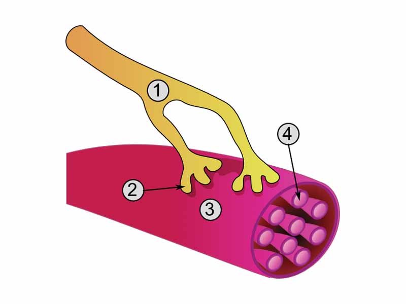 A simplified, global view of a neuromuscular junction:  -  1. Axon  -  2. Neuromuscular junction  -  3. Muscle fiber  -  4. Myofibril