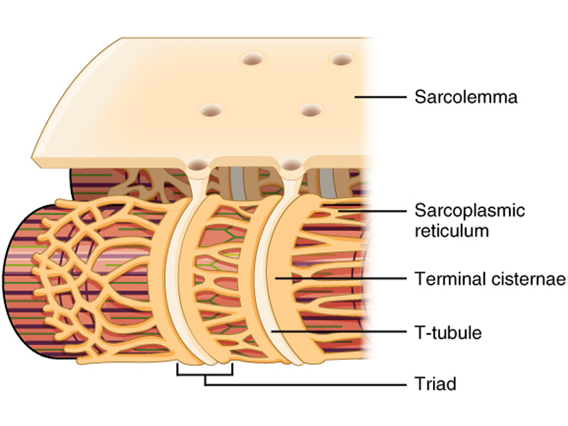Narrow T-tubules permit the conduction of electrical impulses. The SR functions to regulate intracellular levels of calcium. Two terminal cisternae (where enlarged SR connects to the T-tubule) and one T-tubule comprise a triad—a “threesome” of membranes, with those of SR on two sides and the T-tubule sandwiched between them.