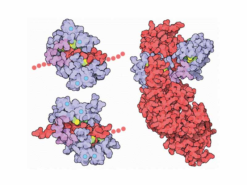 Flexibility of Calmodulin. Calmodulin can bind to calmodulin-dependent-protein kinase II-alpha (upper left, PDB code=1cm1); it can bind to myosine light chain (lower left, 2bbm); it can bind to edema factor toxin from the anthrax bacteria (right, 1k93)