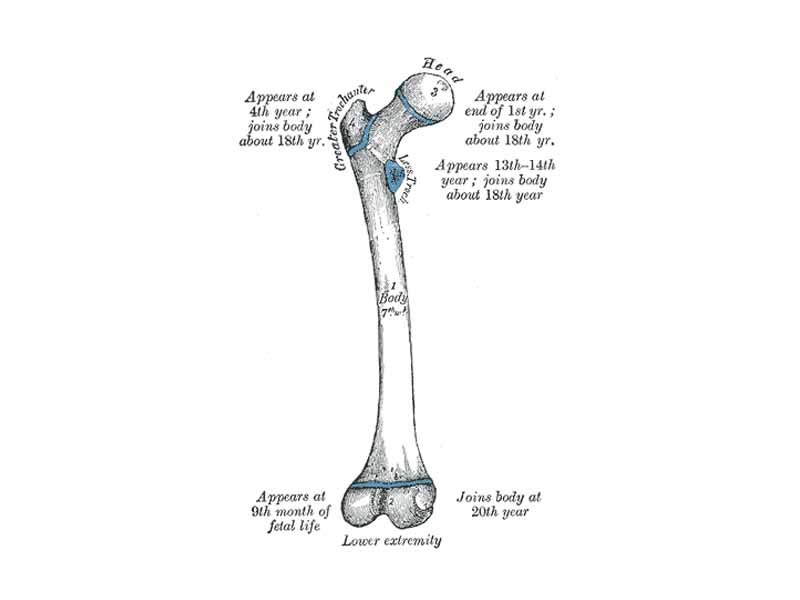 Gray's Anatomy illustration of a human femur.