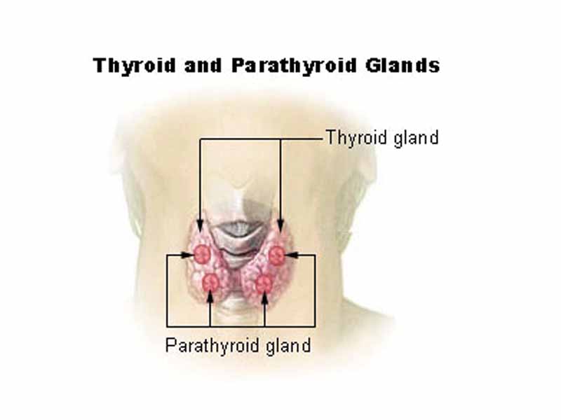 Illustration of the thyroid and parathyroid glands.