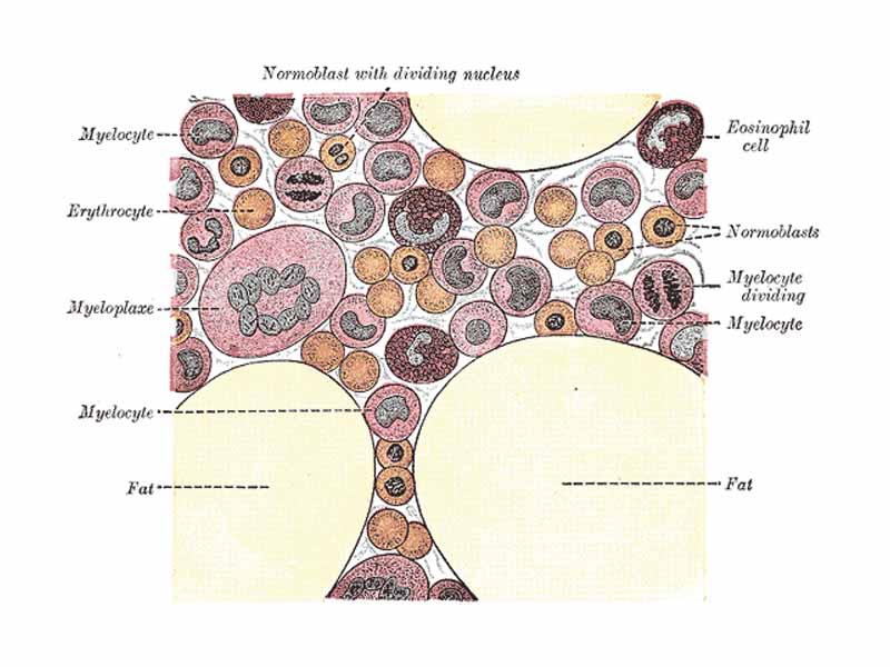 Gray's Anatomy illustration of cells in bone marrow.