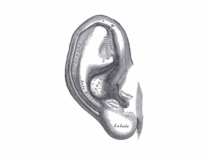 Elastic cartilage is found in the pinna of the ear.
