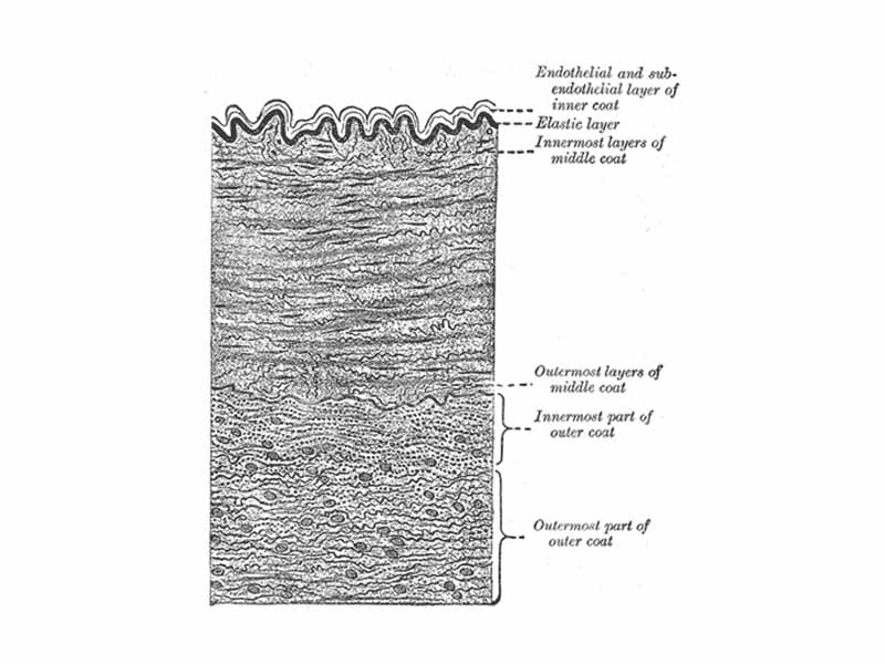 Section of a medium-sized artery.