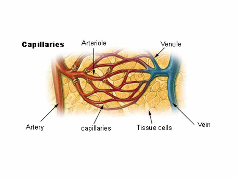 Blood flows from digestive system heart to arteries, which narrow into arterioles, and then narrow further still into capillaries. After the tissue has been perfused, capillaries widen to become venules and then widen more to become veins, which return blood to the heart.