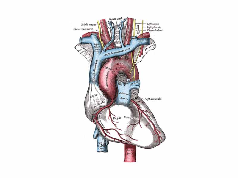 The thoracic aorta, heart and other great vessels.