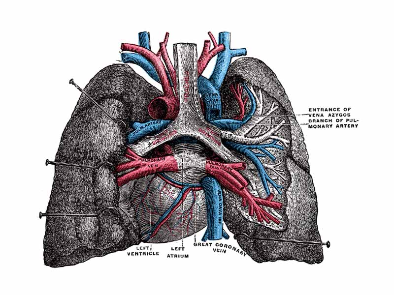 Pulmonary vessels, seen in a dorsal view of the heart and lungs.