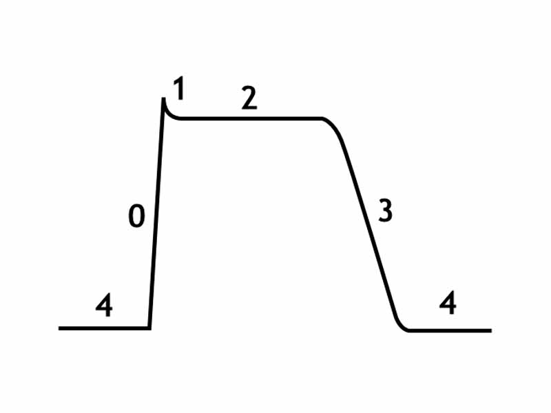 The cardiac action potential has five phases.  Phase 4 is the resting membrane potential.  Phase 0 is the rapid depolarization phase.  Phase 1 of the action potential occurs with the inactivation of the fast Na+ channels.  Phase 2:  This plateau phase of the cardiac action potential is sustained by a balance between inward movement of Ca2+ (ICa) through L-type calcium channels and outward movement of K+ through the slow delayed rectifier potassium channels, IKs. During phase 3 of the action potential, the L-type Ca2+ channels close, while the slow delayed rectifier (IKs) K+ channels are still open. 
