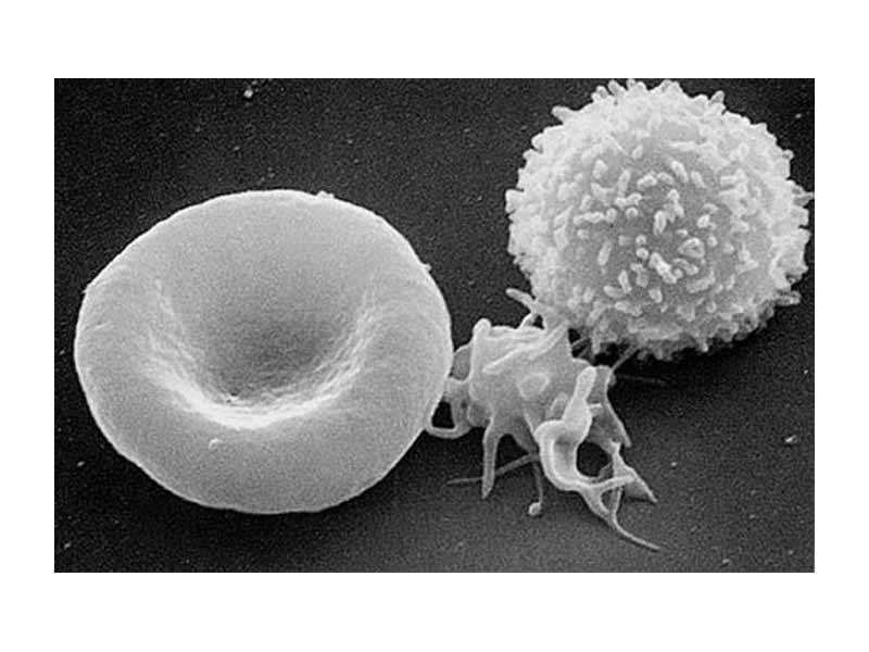 From left to right: erythrocyte, thrombocyte, leukocyte.