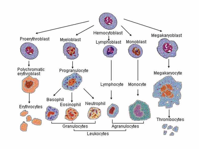 Blood cell lineage