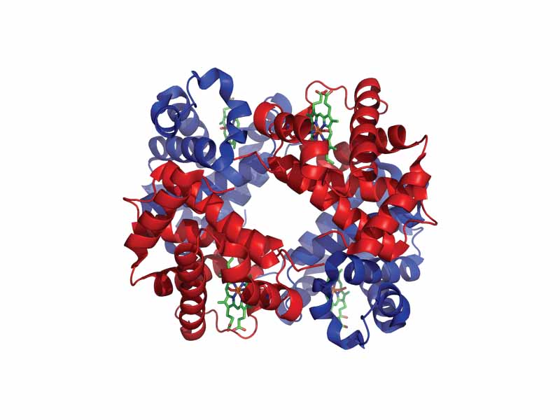 Structure of hemoglobin. The protein subunits are in red and blue, and the iron-containing heme groups in green