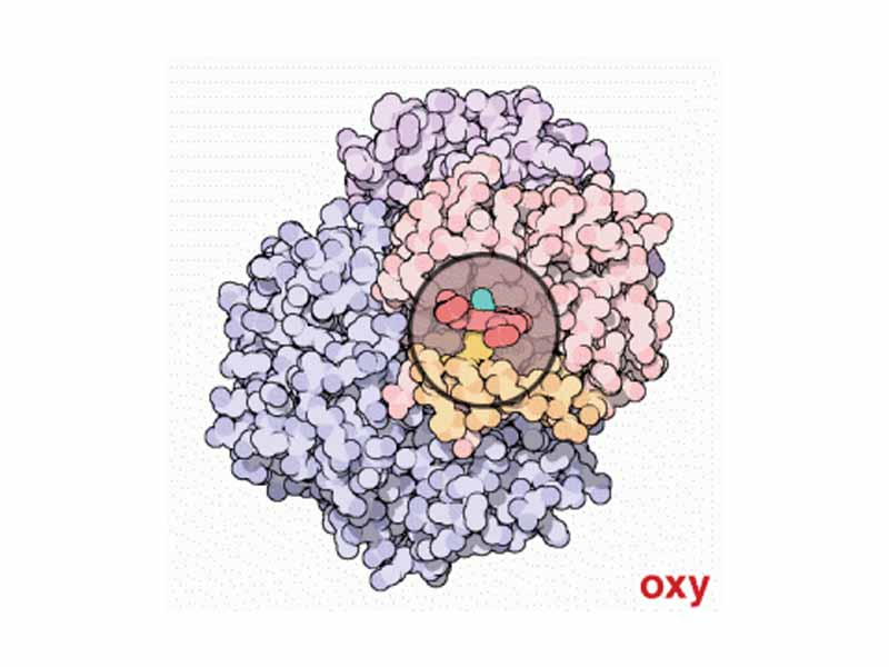 Animation - Binding and release of ligands induces a conformational (structural) change in hemoglobin. Here, the binding and release of oxygen illustrates the structural differences between oxy- and deoxyhemoglobin, respectively. Only one of the four heme groups is shown.
