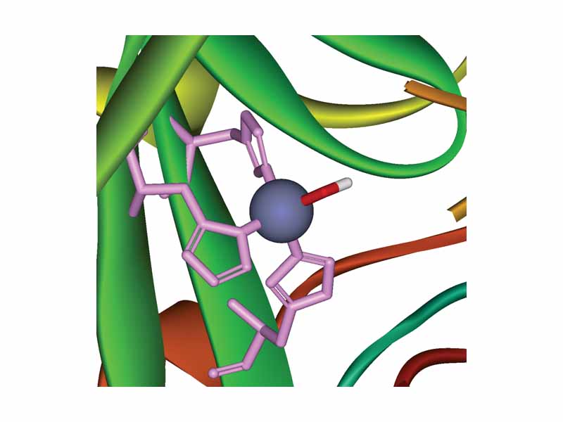 Close-up rendering of active site of human carbonic anhydrase II, showing three histidine residues (in pink) and a hydroxide group (red and white) coordinating the zinc ion (purple). 