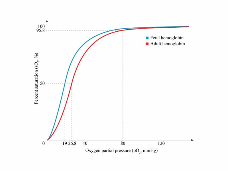 The oxygen saturation curve for fetal hemoglobin (blue) appears left-shifted when compared to adult hemoglobin (red) since fetal hemoglobin has a greater affinity for oxygen.