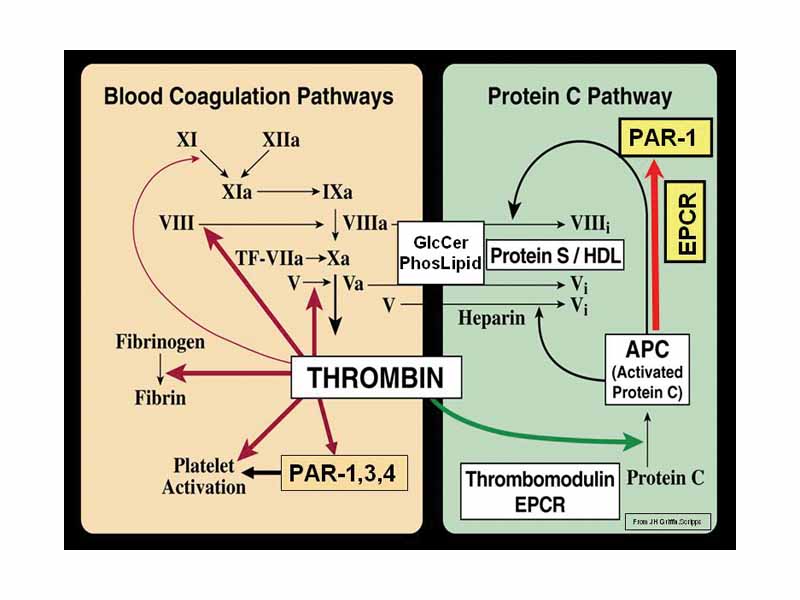 Blood Coagulation (Thrombin) Pathway, and Protein C Pathway.