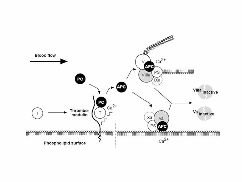 The Protein C Anticoagulant Pathway: Thrombin escaping from a site of vascular injury binds to its receptor thrombomodulin (TM) on the intact cell surface. As a result, thrombin loses its procoagulant properties and instead becomes a potent activator of protein C. Activated protein C (APC) functions as a circulating anticoagulant, which specifically degrades and inactivates the phospholipid-bound factors Va and VIIIa. This effectively down-regulates the coagulation cascade and limits clot formation to sites of vascular injury. T = Thrombin, PC= Protein C, Activated Protein C= APC, PS= Protein S