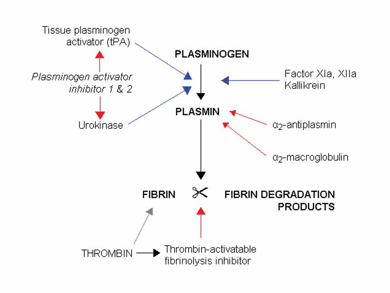 Fibrinolysis (simplified). Blue arrows denote stimulation, and red arrows inhibition.