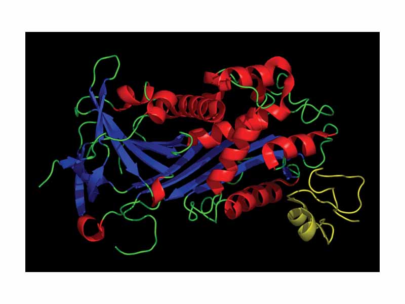 Plasminogen activator inhibitor-1
