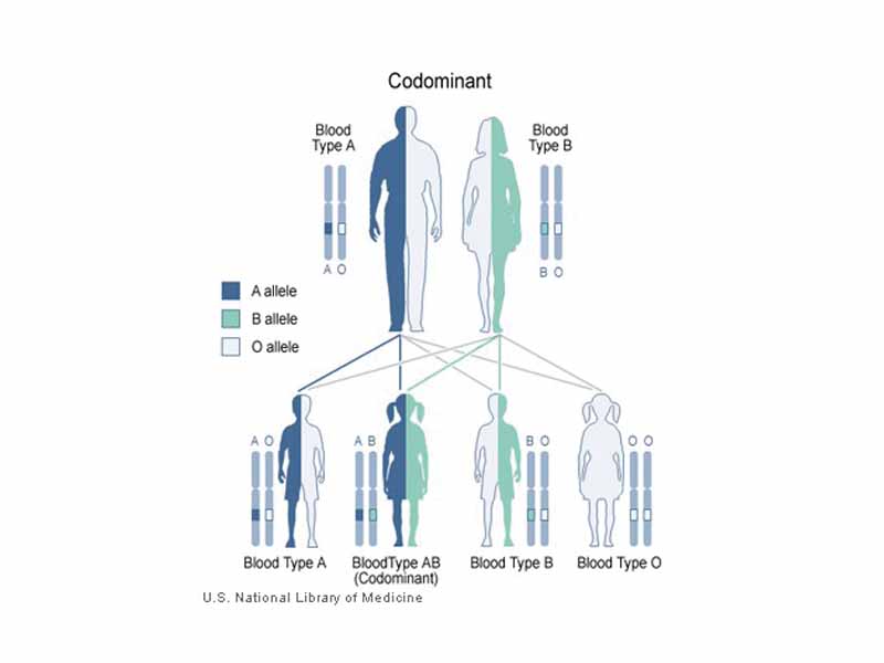 A and B are codominant, giving the AB phenotype.