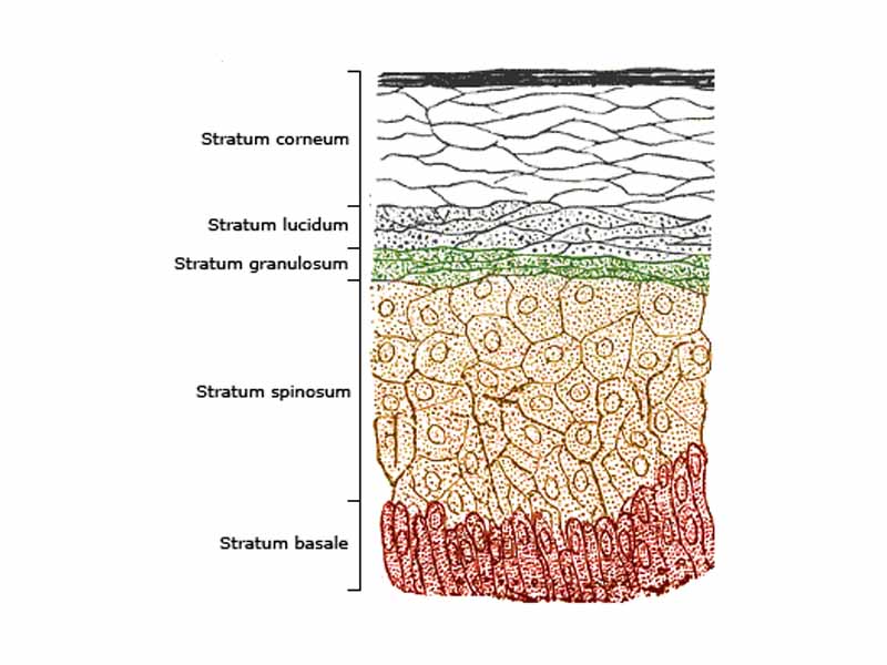 Section of the human skin showing the stratified squamous epithelial surface, referred to as the epidermis. The layer of keratin here is named the stratum corneum
