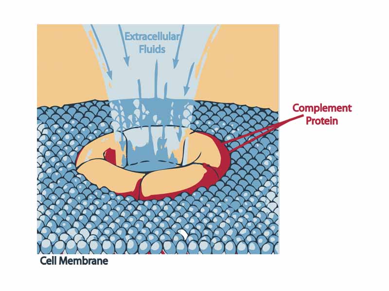 A complement protein attacking an invader.