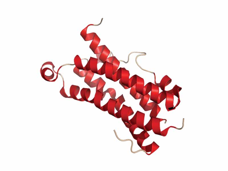 Crystal structure of human oncostatin M