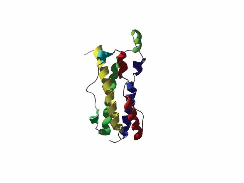 Ribbon representation of oncostatin M showing the 4 alpha helix bundle