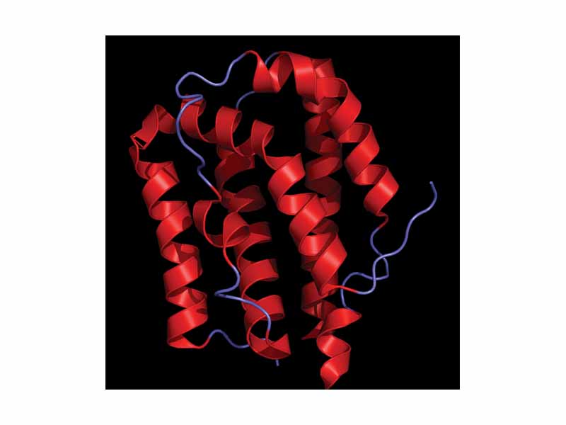 Crystal structure of human IL-19