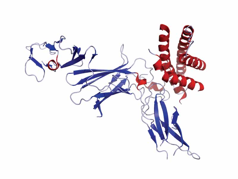 Crystal structure of human IL-12