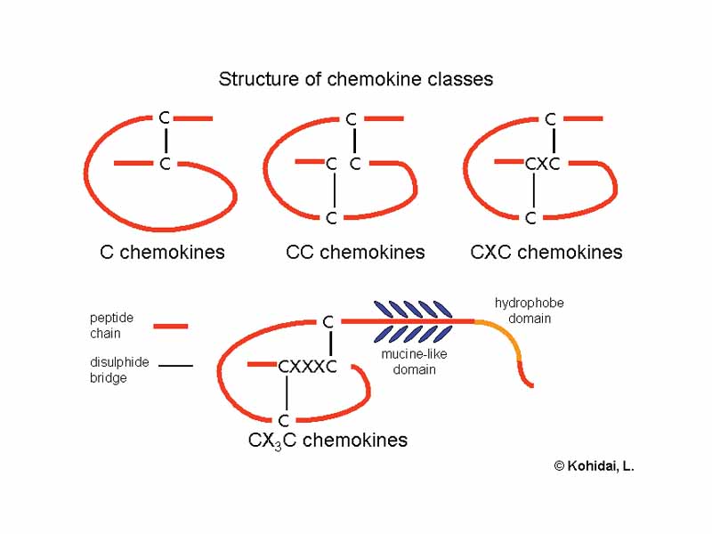 Structure of chemokine classes