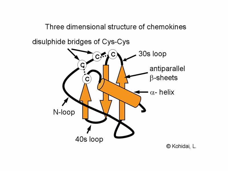 Three dimensional structure of chemokines