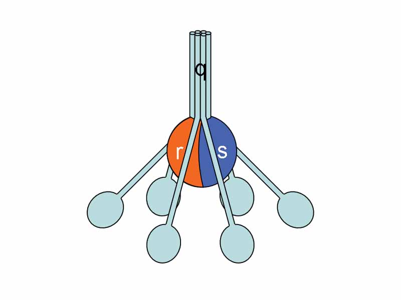 The C1 protein, showing subunits C1r, C1s, and the C1q tails.