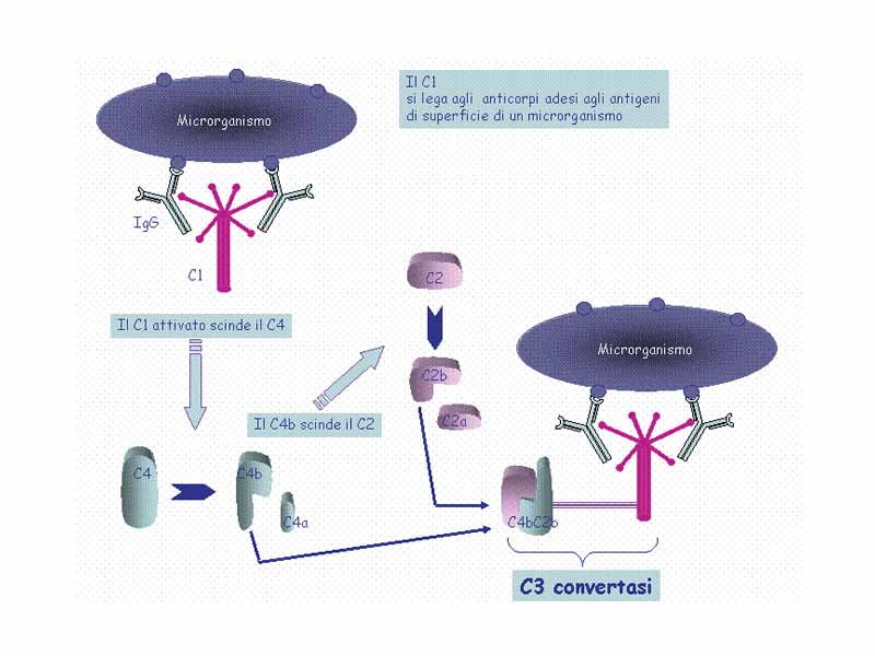 Classical complement pathway.